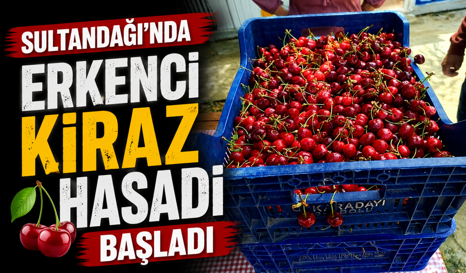 Sultandağı'nda Erkenci Kiraz Hasadı Başladı